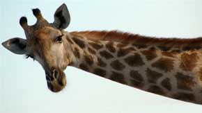 rêver de girafe signification.