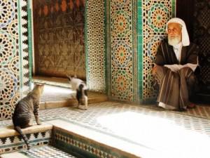 Rever De Chat En Islam Interpretation Signification Symbolisme