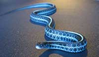 rêver de serpent bleu en islam