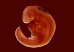 rêver de embryon signification.