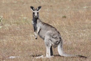 rêver de kangourou signification.