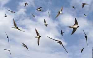 Rever D Oiseaux Signification Et Interpretation En Islam