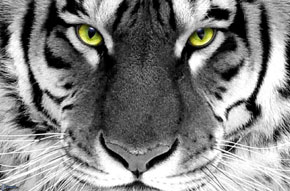 rêver de tigre