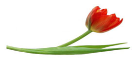 rever-de-tulipe