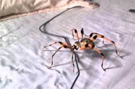 Rêver d'araignée dans son lit