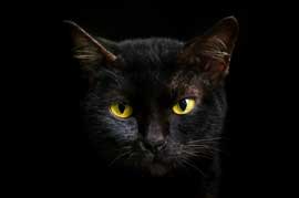 rêver de chat noir 