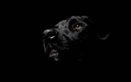 rêver de chien noir.