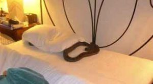 Rêver de serpent dans le lit.