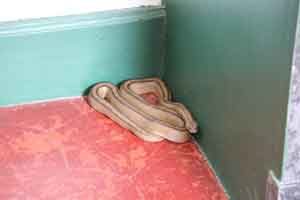 rêver de serpent dans sa maison
