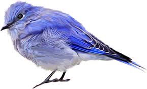 rêver d'oiseau bleu