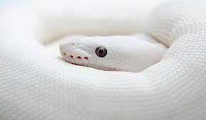rêver de serpent blanc