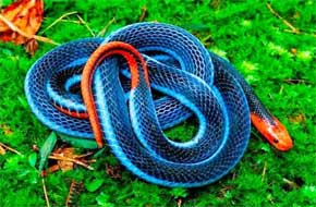 rêver de serpent bleu.