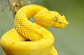 rêver de serpent jaune