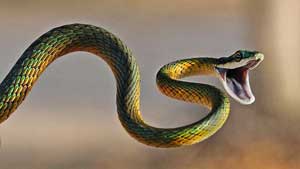 rêver d'être poursuivi par un serpent.