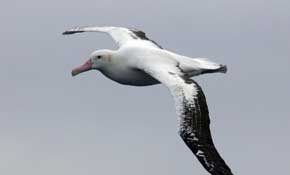 rêver de manger un albatros.