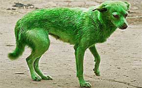 rêver de chien vert signification.