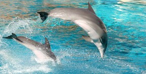 Rêver de manger un dauphin signification.