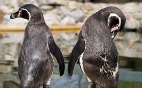 rêver de pingouin signification.